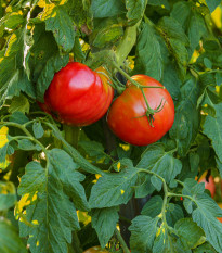 BIO Paradižnik Serrat F1 - Solanum lycopersicum - bio semena paradižnika - 5 kosov