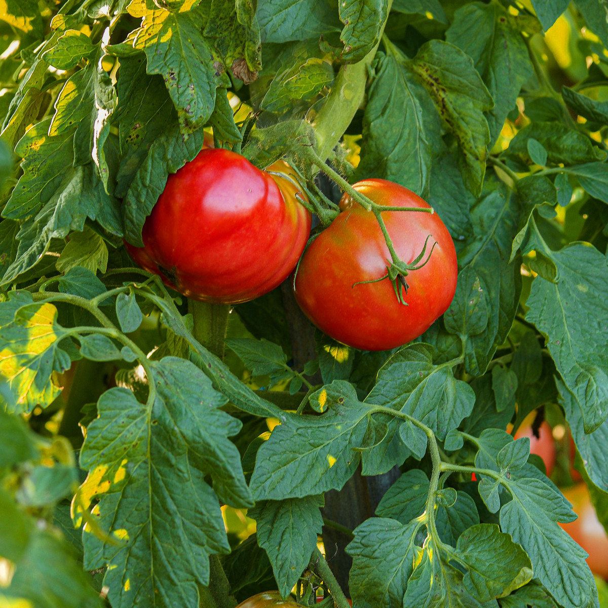BIO Paradižnik Serrat F1 - Solanum lycopersicum - bio semena paradižnika - 5 kosov