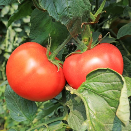 BIO Rajče Diplom F1 - Solanum lycopersicum - bio semena rajčete - 8 ks