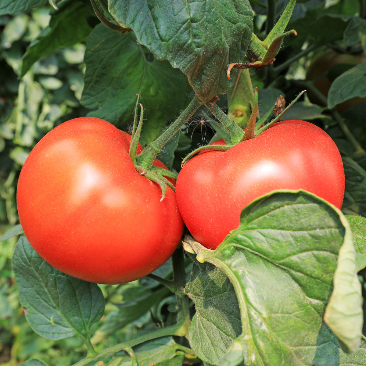 BIO Rajče Diplom F1 - Solanum lycopersicum - bio semena rajčete - 8 ks