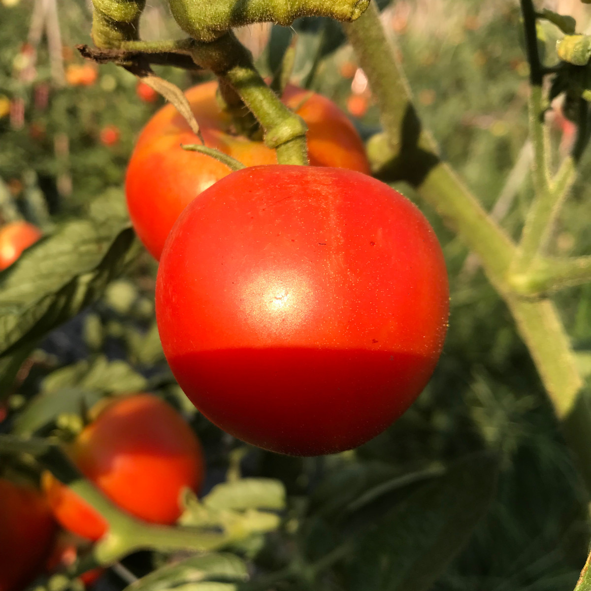Paradižnik Harzfeuer - Solanum lycopersicum - semena paradižnika - 6 kosov