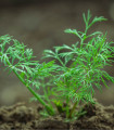 BIO Koper dišeči Hera - Anethum graveolens - bio semena kopra - 400 kos