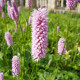 Rdesno Hadí kořen - Bistorta officinalis - semena rdesna - 15 ks
