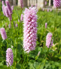 Rdesno Hadí kořen - Bistorta officinalis - semena rdesna - 15 ks
