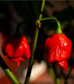 Čili Trinidad Scorpion Moruga Red - Capsicum chinense - semena čili - 5 kosov