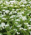 Medvedji česen - Allium ursinum - čebulice medvedjega česna - 3 kosi