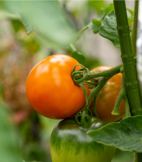 Rajče Wellington F1 - Solanum lycopersicum - semena rajčete - 7 ks