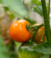 Paradižnik Wellington F1 - Solanum lycopersicum - semena paradižnika - 7 kosov