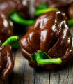 Čili Habanero Chocolate - Capsicum chinense - semena čili - 6 kos