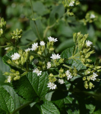 BIO Stévie sladká - Stevia rebaudiana - bio semena stévie - 12 ks