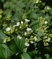 BIO sladka stevia – Stevia rebaudiana – ekološka semena stevie – 12 kosov