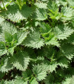 BIO Kopriva dvodomna - Urtica dioica - bio semena koprive - 500 kos