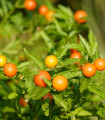 Orinoko jabolko - Solanum sessiliflorum - semena solanum - 10 kos
