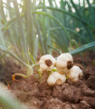 Česen za sajenje Dukát – Allium sativum – palčak – česnovi čebulici – 1 pakiranje
