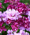 Visoka pelargonija Tornado, mešana barva – Pelargonium peltatum – semena pelargonije – 4 kos