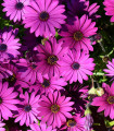 Paprskovka Asti Mix F1 - Osteospermum ecklonis - semena paprskovke - 6 kos