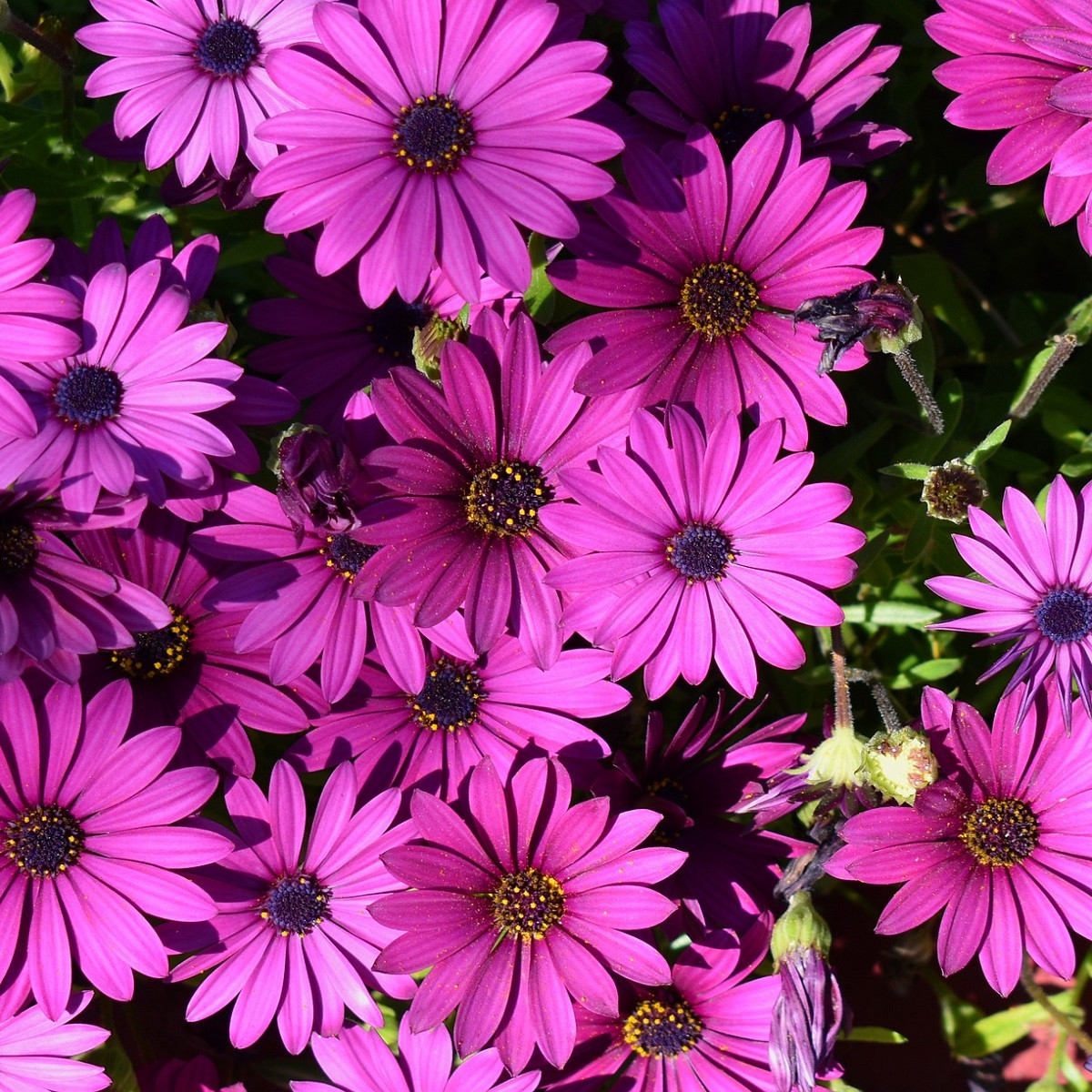 Paprskovka Asti Mix F1 - Osteospermum ecklonis - semena paprskovky - 6 ks