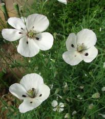 Mák bělokvětý - Papaver maculosum - semena máku - 100 ks