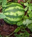 Lubenica Primaorange F1 - Citrullus lanatus - semena lubenice - 7 kosov