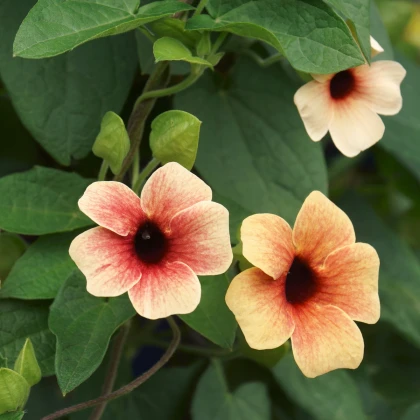 Smatovka křídlatá African Sunset - Thunbergia alata - semena smatovky - 5 ks