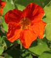 Kapucinka Jewel Cherry Rose – Tropaeolum minus – semena kapucinke – 10 kosov