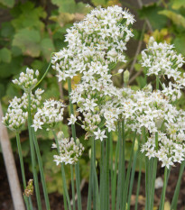 Pažitka čínská česneková Kobold - Allium tuberosum - semena pažitky - 130 ks