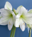 Hippeastrum Mount Blanc - Hippeastrum - čebulica hippeastruma - 1 kos