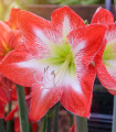 Hippeastrum Minerva - Hippeastrum - čebulica hippeastruma - 1 kos