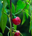 Chilli Cherry Bomb - Capsicum annuum - semena čilija - 6 kosov