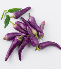 Chilli fialové Jalapeno - Capsicum annuum - semena chilli - 6 ks