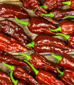 Čili Bhut Jolokia Chocolate - Capsicum chinense - semena čili - 5 kosov