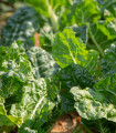 BIO Špinača Matador - Spinacia oleracea - bio semena špinače - 75 kos