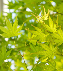 Javor dlanitolistý - Acer palmatum - semena javoru - 5 ks
