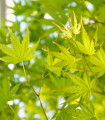 Javor dlanastolistni - Acer palmatum - semena javorja - 5 kosov