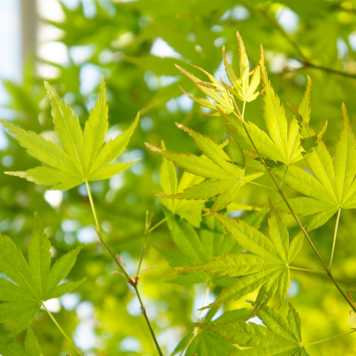 Javor dlanitolistý - Acer palmatum - semena javoru - 5 ks