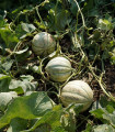 Sladka melona Stellio F1 – Cucumis melo – semena melone – 6 kosov