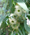 Eukaliptus Alba - Blagodičnik - Eucalyptus Alba - semena eukaliptusa - 9 kosov