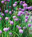 Pažitka obalna Staro - Allium schoenoprasum - semena pažitke - 40 kos