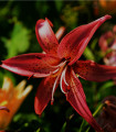 Liliija Martagon Maroon King - Lilium - čebulica lilije - 1 kos