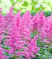 Čeharava arendsii roza - Astilbe arendsii - semena čeharave - 10 kos