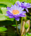 Vijolična lokvanj - Nymphaea caerulea - semena lokvanja - 6 kos