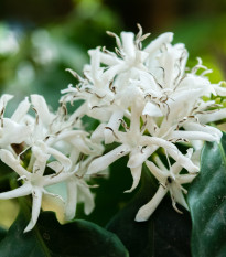 Kávovník arabský zakrslý - Coffea arabica nana - semena kávovníku - 5 ks