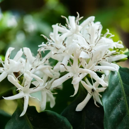 Kávovník arabský zakrslý - Coffea arabica nana - semena kávovníku - 5 ks