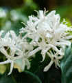 Arabski kavovec, pritlikavi - Coffea arabica nana - semena kavovca - 5 kosov