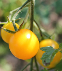 Paradižnik Goldkrone - Solanum lycopersicum - semena paradižnika - 20 kos