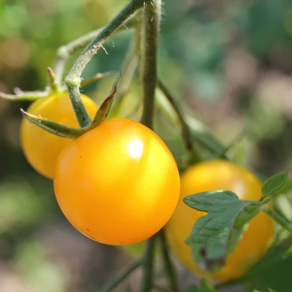 Paradižnik Goldkrone - Solanum lycopersicum - semena paradižnika - 20 kos