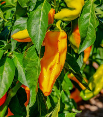 Paprika oranžna Ornela - Capsicum annuum - semena paprike - 50 kos