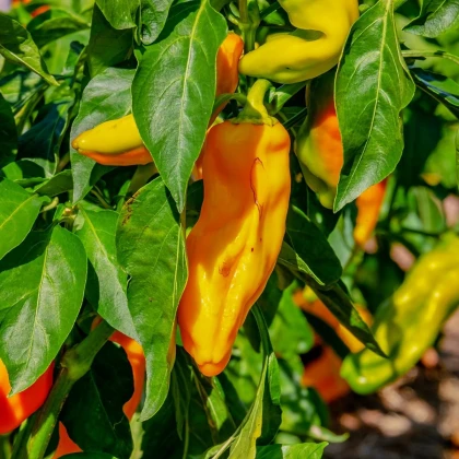 Paprika oranžna Ornela - Capsicum annuum - semena paprike - 50 kos
