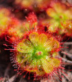 Rosnatka dielsiana - Drosera dielsiana - semena rosnatke - 15 kosov