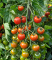 Paradižnik Sweet Million F1 - Solanum lycopersicum - semena paradižnika - 5 kosov